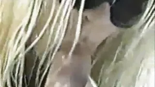 गोरा संग दुई पुरुष मजा मुक्त समय